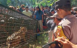 BKSDA: Harimau Masuk Perangkap di Aceh Selatan Dalam Kondisi Sehat