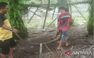 Damkar Palangka Raya Evakuasi Ular Piton Mangsa Ternak Warga