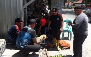Anjing Liar Meresahkan Warga di Jalan Kartini Dievakuasi