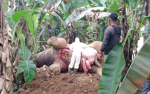 BKSDA: Gajah Sumatra Ditemukan Mati Tersengat Listrik di Pidie Jaya