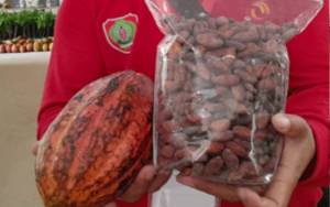 Kampanyekan Komoditas Kakao Salah Satu Cara Mengatasi Konflik Perkebunan