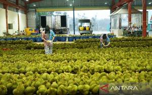 Durian Jadi Buah Emas di Antara Komoditas Ekspor Vietnam