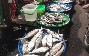 Dislutkan Bangun Kampung Budidaya Perikanan untuk Ketersediaan Ikan Segar 