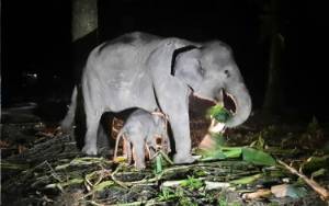 KLHK: Seekor Anak Gajah Lahir di Pusat Konservasi Gajah Riau