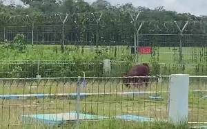 BKSDA Telusuri Kemunculan Orangutan di Sekitar Bandara H Asan Sampit