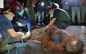 Ditemukan Bekas Berkelahi di Tubuh Orangutan Usai di Evakuasi di Areal Bandara H Asan Sampit