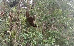 Orangutan Hasil Evakuasi di Bandara H Asan Sampit Dilepasliarkan di SM Lamandau