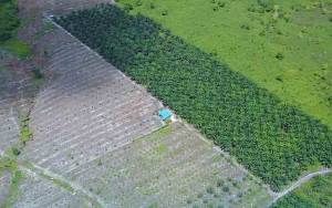 Pemko Palangka Raya Siapkan Lahan 200 Hektare untuk LP2B