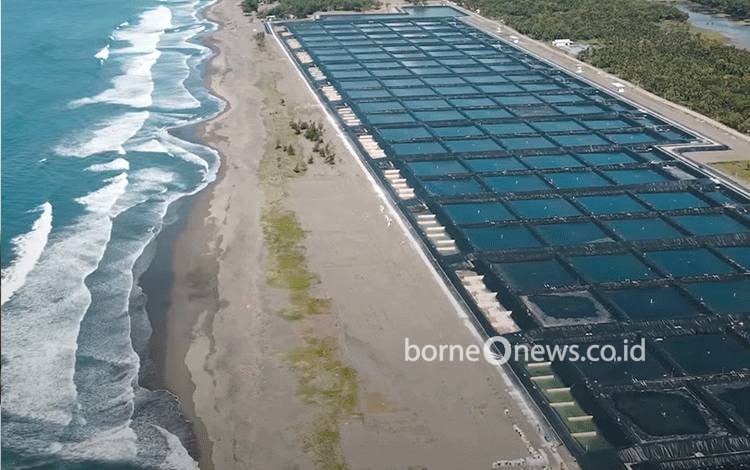 Program tambak udang. Pemprov Kalteng berusaha mengembangkan klaster tambak udang vaname modern dengan pola zero waste dan berkelanjutan. (FOTO:KKP)