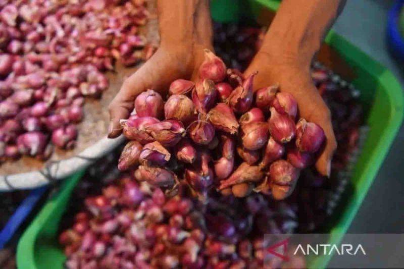 Ilustrasi - Pedagang menunjukkan bawang merah di Pasar Senen, Jakarta. ANTARA FOTO/Akbar Nugroho Gumay/tom/pri.