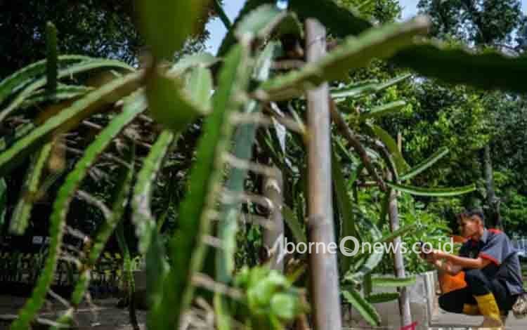 Wamenhut Tegaskan Komitmen Dukung Pengembangan Pertanian Berkelanjutan